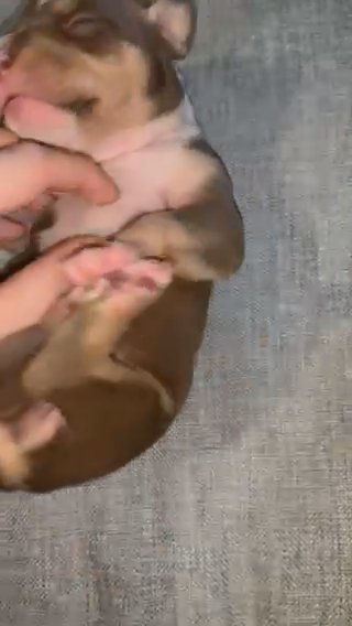 Brown Tri Pocket Bully in Mount Pleasant, Texas