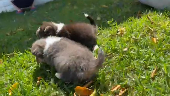Corgi Puppies in Colton, California