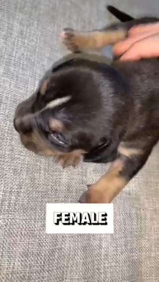 Black Tri, Pocket Bully in Mount Pleasant, Texas