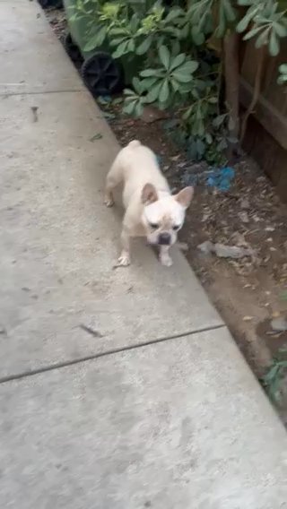 Affordable Fluffy Carrier French Bulldog in Elk Grove, California