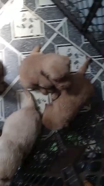 GOLDEN RETRIEVER PUPPYS MIDDLETOWN PA in Middletown, Pennsylvania