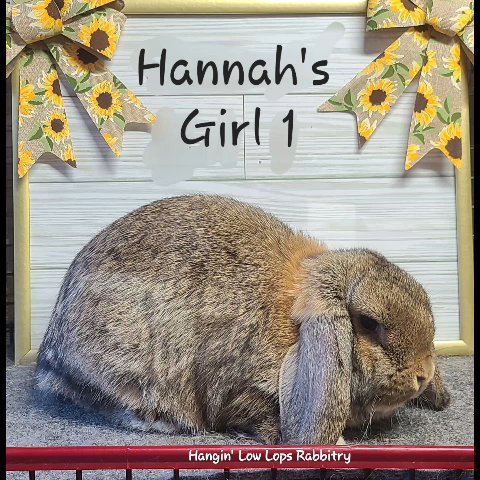 Adorable Mini Lop bunnies in Coeur d'Alene, Idaho