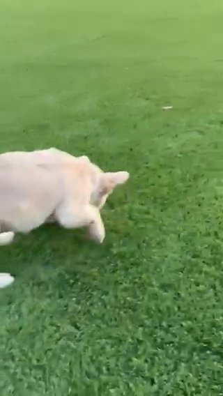 Fluffy Isabella in Fresno, California