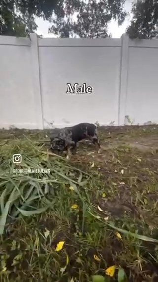 Male Micro Bully in Orlando, Florida