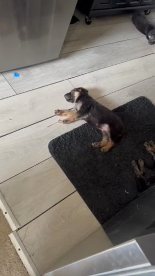 German Shepard Pups in Columbus, Ohio