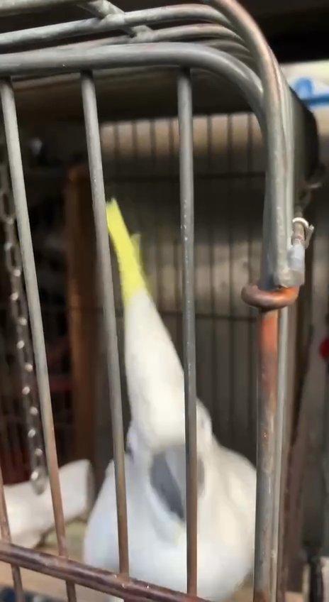 female sulphure crested cockatoo parrot for rehoming in San Antonio, Texas