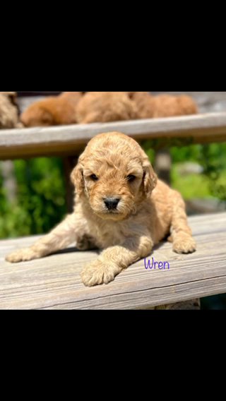 Wren F1b Micro Mini/petite Goldendoodle in Corinth, Mississippi