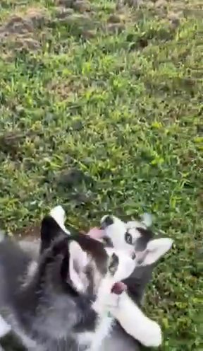 AKC Registered Siberian Huskies in Nashville, Tennessee