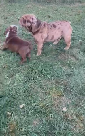 Chocolate Female in Saginaw, Michigan