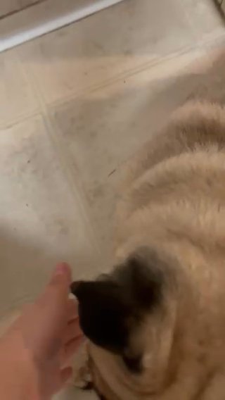 Baby Male Pug in Los Angeles, California