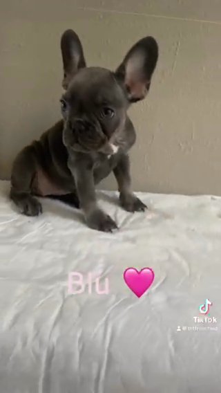 Frenchie Female Puppy in Orlando, Florida