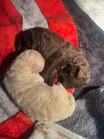 Double Doodles in Mobile, Alabama
