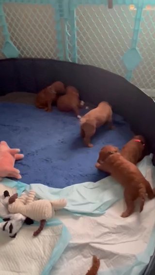 Gorgeous Red And Red Abstract AKC Standard Poodles in Phoenix, Arizona
