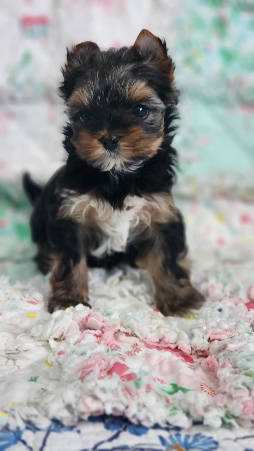 Stormi in Chicago, Illinois