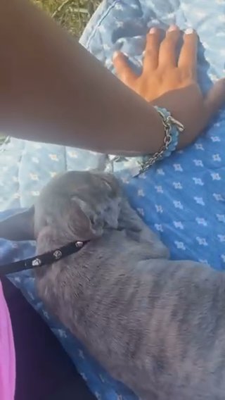 French Bulldog Puppy in Charlotte, North Carolina