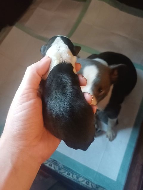 Classic Boston Terrier in Anniston, Alabama