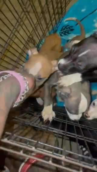 American Staffordshire Terrier in Stonecrest, Georgia