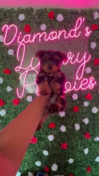 9 Week Old Male Yorkie in Sterling Heights, Michigan