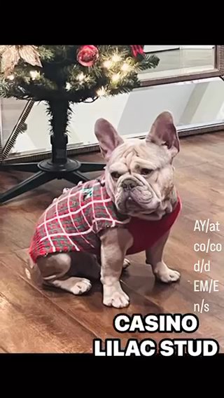 STUD Lilac Frenchie in Baton Rouge, Louisiana