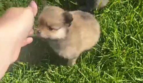 Teacup Pomeranians Puppies in Provo, Utah