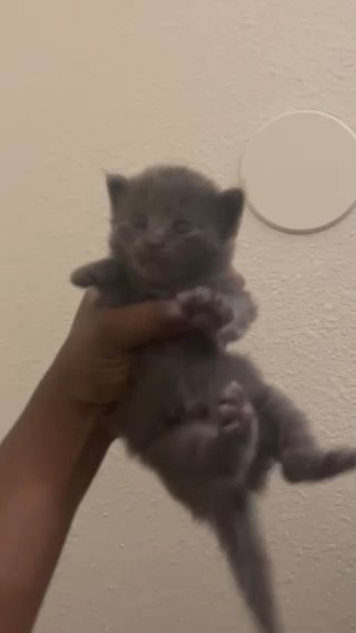 Nebelung Kitten in Las Vegas, Nevada