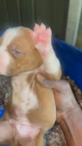 Will Be Ready In Octber These Are Designer American Pitbull Terriers in Jacksonville, Alabama