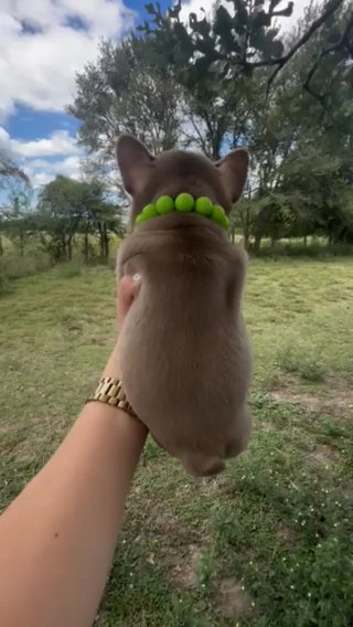 Rojo And Tan Fluffy Carrier in Bryan, Texas