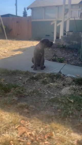 Cane corso beauty in Turlock, California