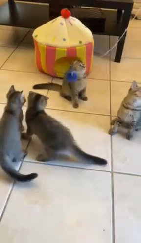 Scottish Fold and Scottish Straight Kittens in Orlando, Florida