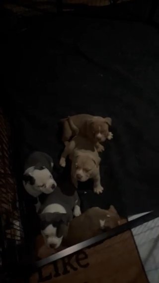 Ballerbullies813 For Sale in Tampa, Florida
