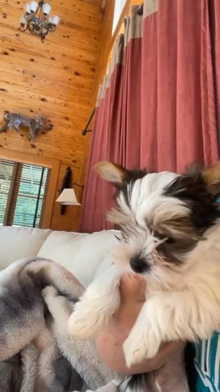 Akc Parti Yorkie in Beckley, West Virginia
