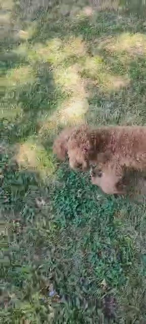 a puppy playing in Shaker Heights, Ohio