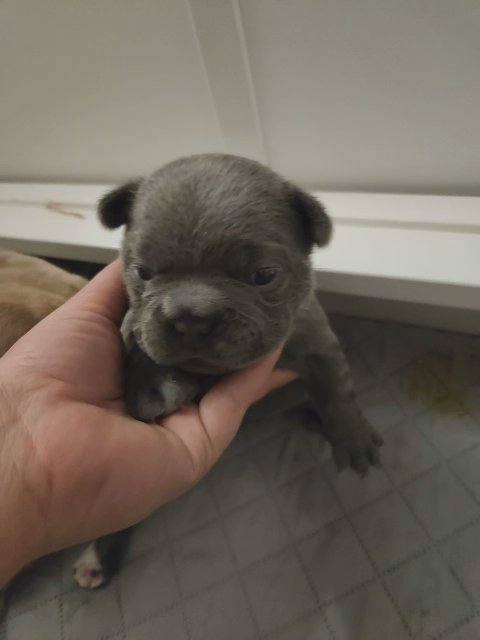french bulldog female fluffy carrier in Las Vegas, Nevada