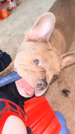 Frenchie in Tampa, Florida