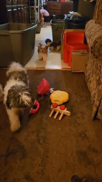 Shih tzu baby female in Bethlehem, Pennsylvania