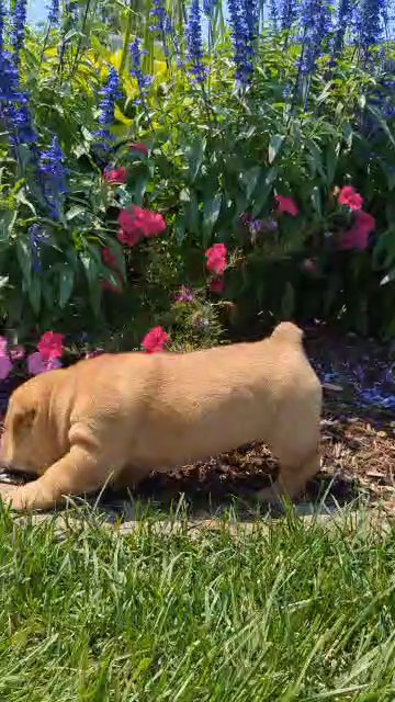 Sadie (Shar-Pei Mix) in Goshen, Indiana