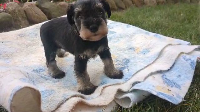 Brooklyn (Mini Schnauzer) in Goshen, Indiana