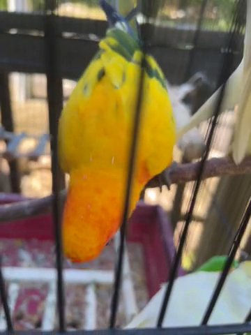 Sun Conure For Sale in Suffern, New York