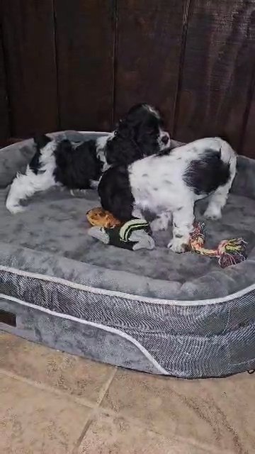 Cocker Spaniel Puppy Oreo in Sylacauga, Alabama