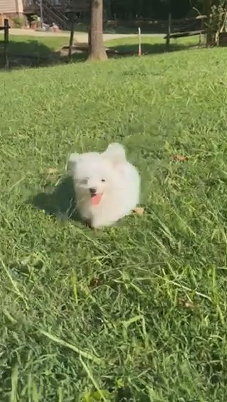 Small Pomchi Boy Puppy in Charlotte, North Carolina