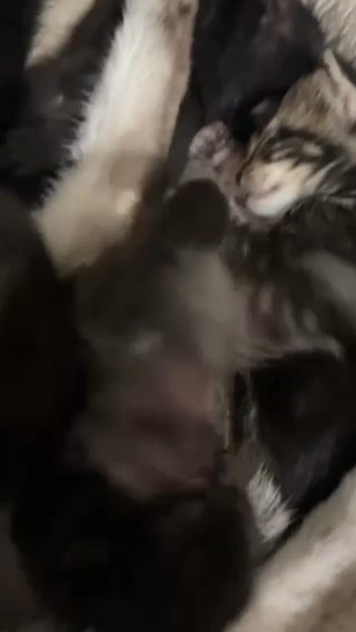 Baby Kittens in Sacramento, California