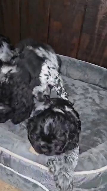 Cocker Spaniel Puppy Pixie in Sylacauga, Alabama