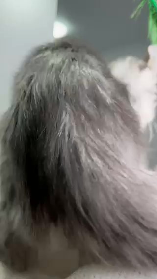 Maine Coon Male in Philadelphia, Pennsylvania