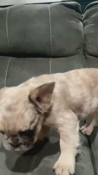 Fluffy French Bulldog in Rome, Georgia