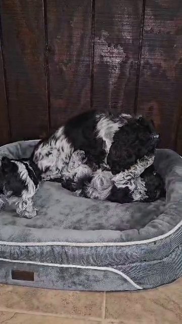 Cocker Spaniel Puppy Ruby in Sylacauga, Alabama