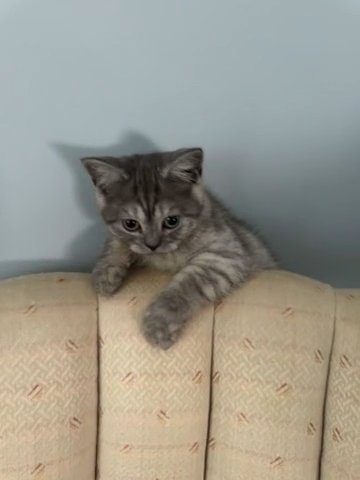 Kittens in Charlotte, North Carolina