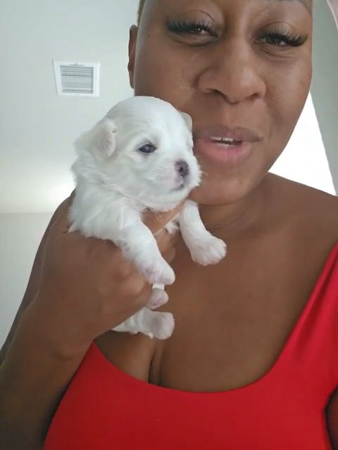 Last call for pups! Bday sale ? in DeSoto, Texas