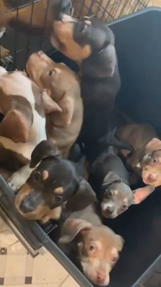 Pocket bullies in Dallas, Texas