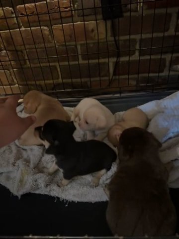 Puppys in Orlando, Florida