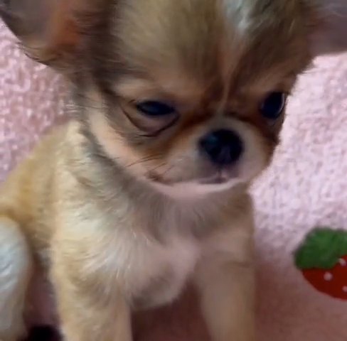 Chihuahua puppies for adoption in New York City, New York